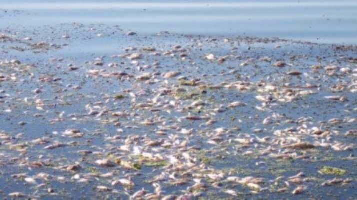 Dezastru la Galaţi: sute de peşti morţi, într-o baltă
